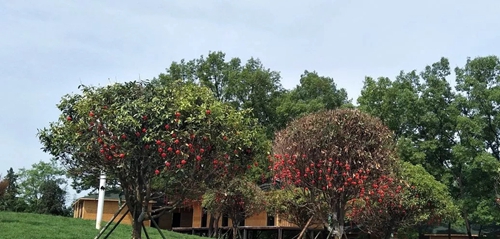 看完花游玩之后,来花海果香的生态园吃饭吧.