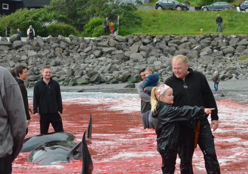 丹麦民众屠鲸狂欢