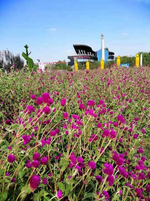 洛阳·中国薰衣草庄园国庆福利来袭 在花的海洋里见证一场关于花的