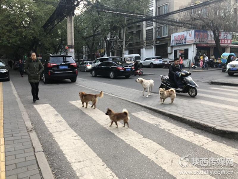校园附近“流浪狗”成群 家长担忧学生安全_陕西频道_凤凰网