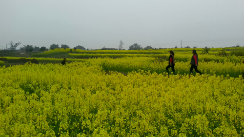 合川香龙镇打造循环农业基地 农旅结合促增收