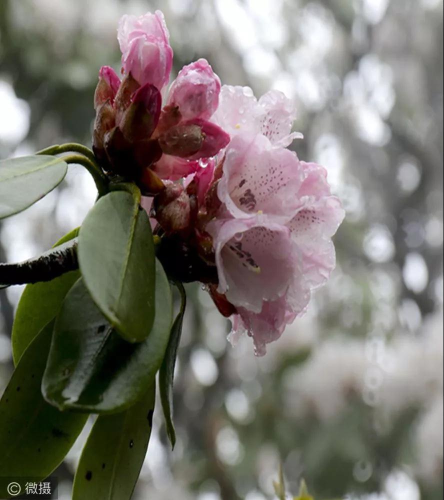 河南灵宝高山杜鹃满布中原第一巅