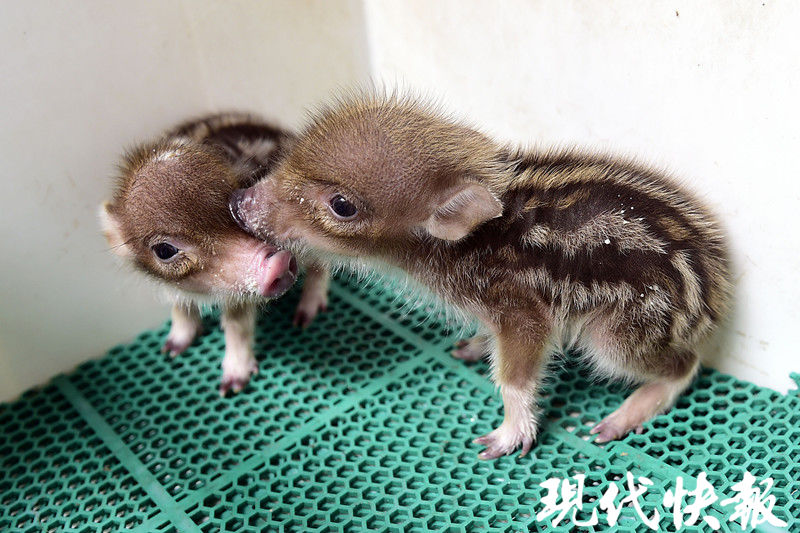 脐带还没长好就跟妈妈走散男子晨练捡到野猪宝宝