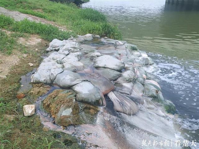 武汉金银湖湿地河道再现污水直排现场散发一股臭味