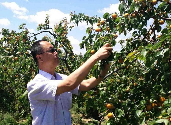 发展乡村旅游 隰县县长王晓斌为沙糖杏"代言"