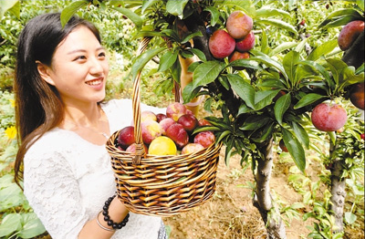 图为游客正在石峨村的李子园里采摘李子.