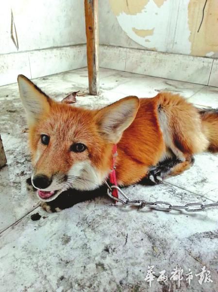 赤狐小区内遛弯吓坏居民 已被送至动物园
