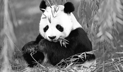 濒危物种红色名录"划掉"大熊猫