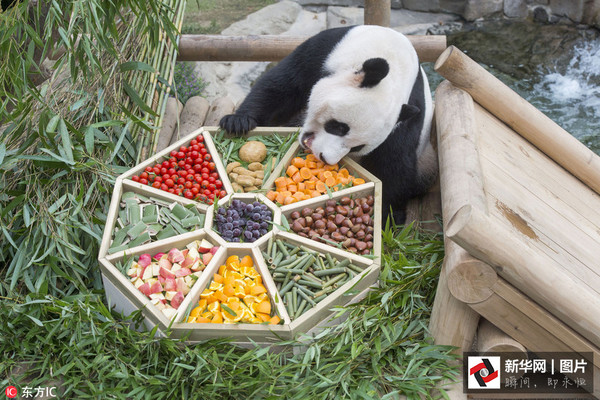 韩国爱宝乐园的大熊猫正在享用竹子,窝头,胡萝卜,苹果等多种食物做成