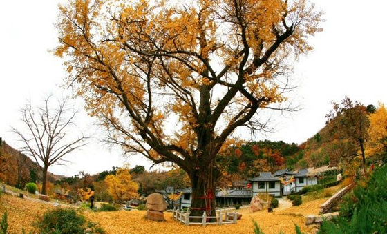 禅林寺(图片来源于网络)