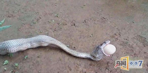 贪婪的后果!眼镜蛇连续吞下6个鸡蛋 下场凄惨