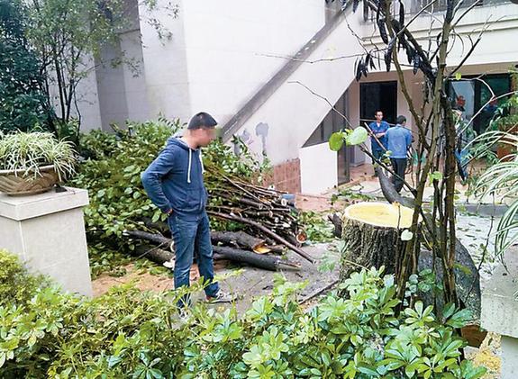 因为母亲的一句话 洋房业主将门前桑树大卸八块