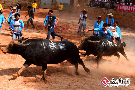 2019石林圭山斗牛图片