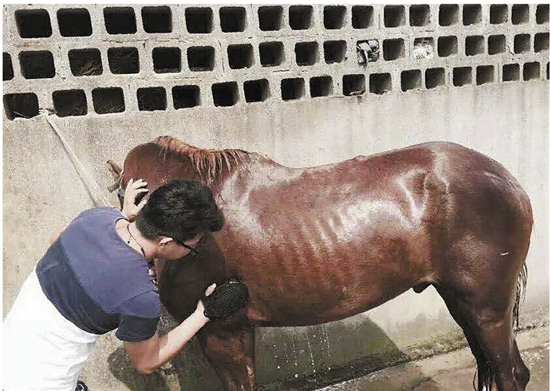 付晓刚给马洗澡
