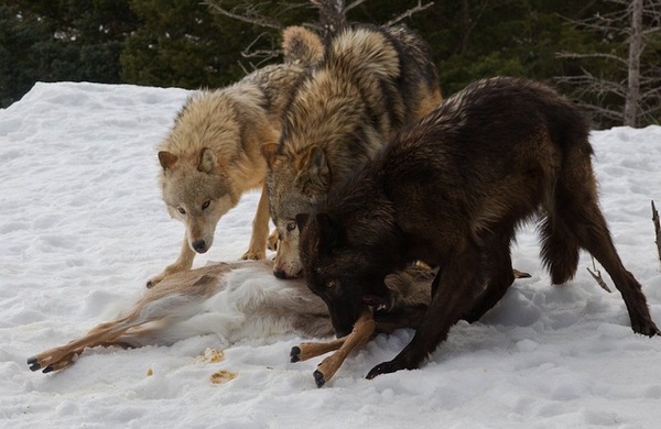 棕熊咬翻一群狼 抢走其口中猎物(组图)