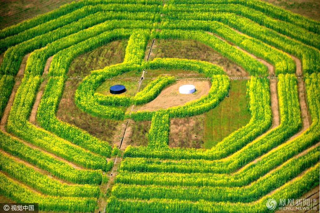 油菜花盛开组成巨型八卦图案