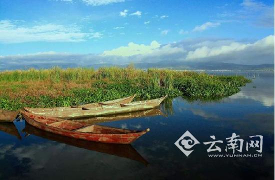 玉溪杞麓湖水质11年多来首次明显好转引来大量水鸟春游