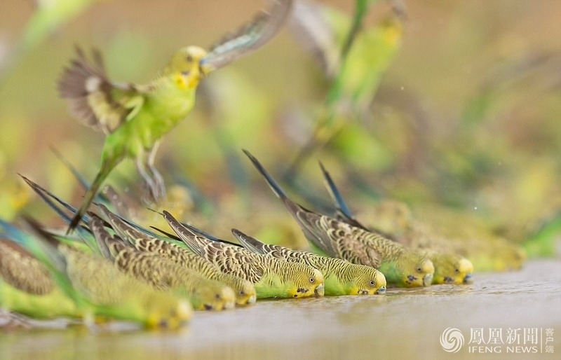 上万只虎皮鹦鹉集体觅水