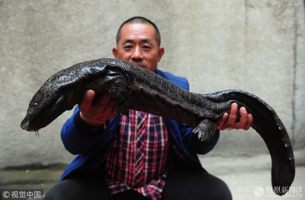 1000岁巨型娃娃鱼图片