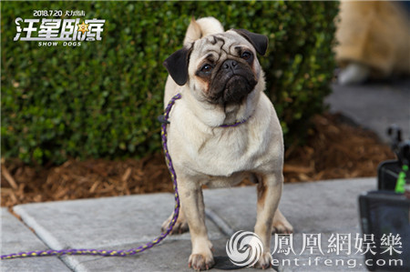 蠢萌巴哥犬sprinkle