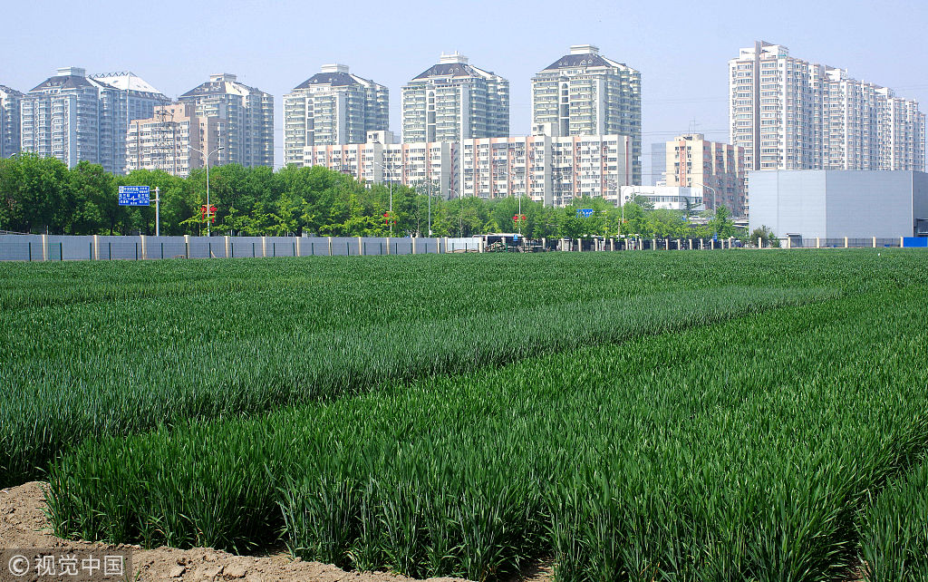 实拍北京三环内"最贵"麦田