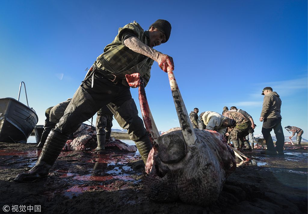 俄罗斯远东原住民捕猎屠宰海象