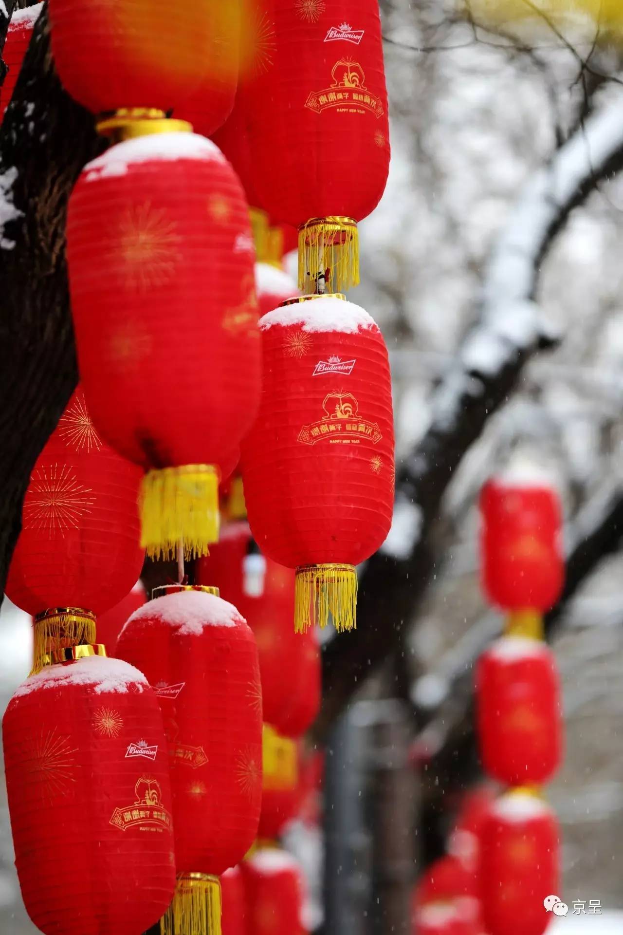 鸡年第一场雪!给你看最美的北京城!