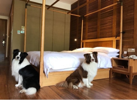 宠物民宿谁说养宠之后就不能旅行