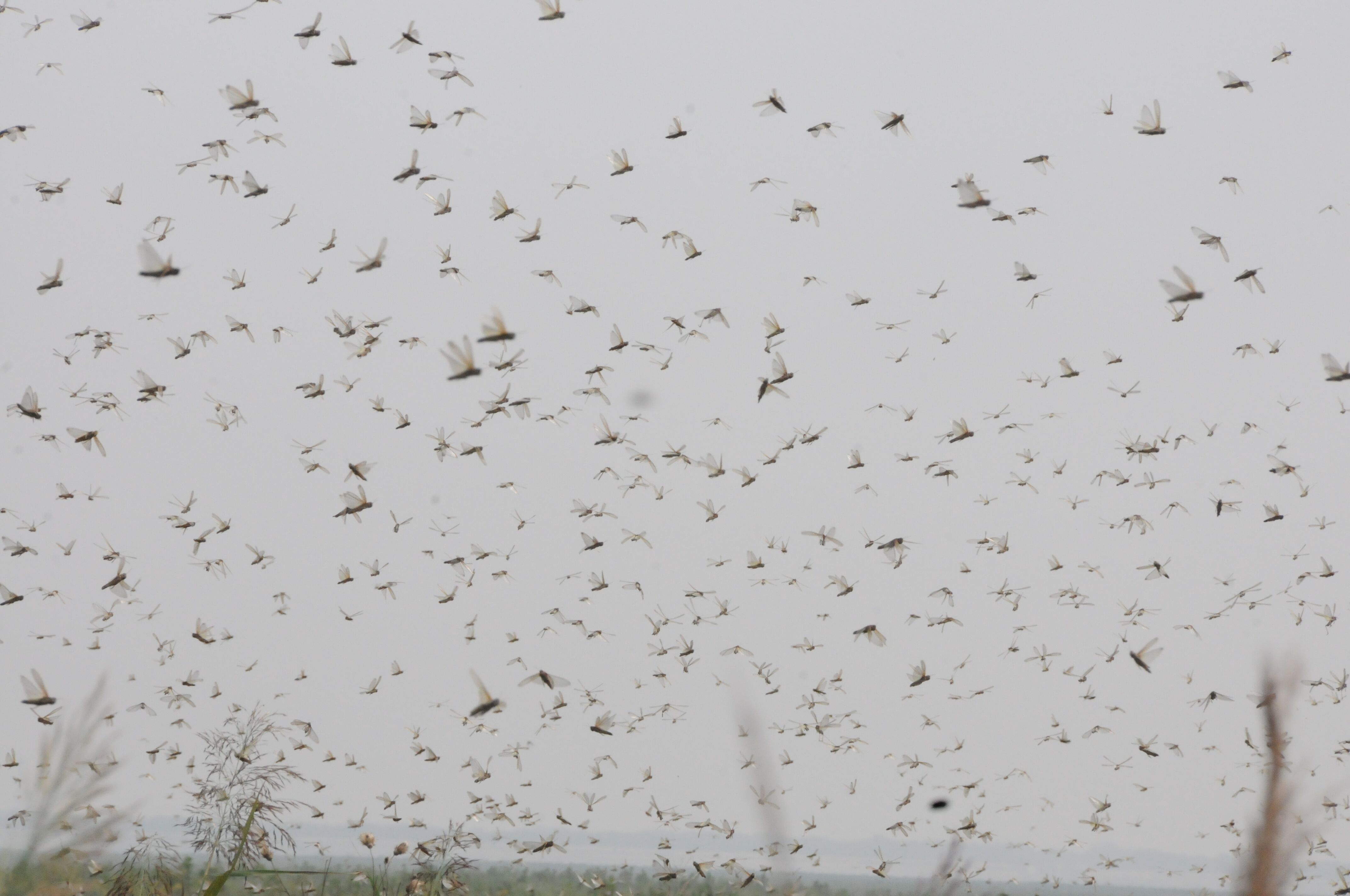 潍坊峡山水库附近多个村遭蝗灾侵袭,飞蝗漫天乱飞_山东频道_凤凰网
