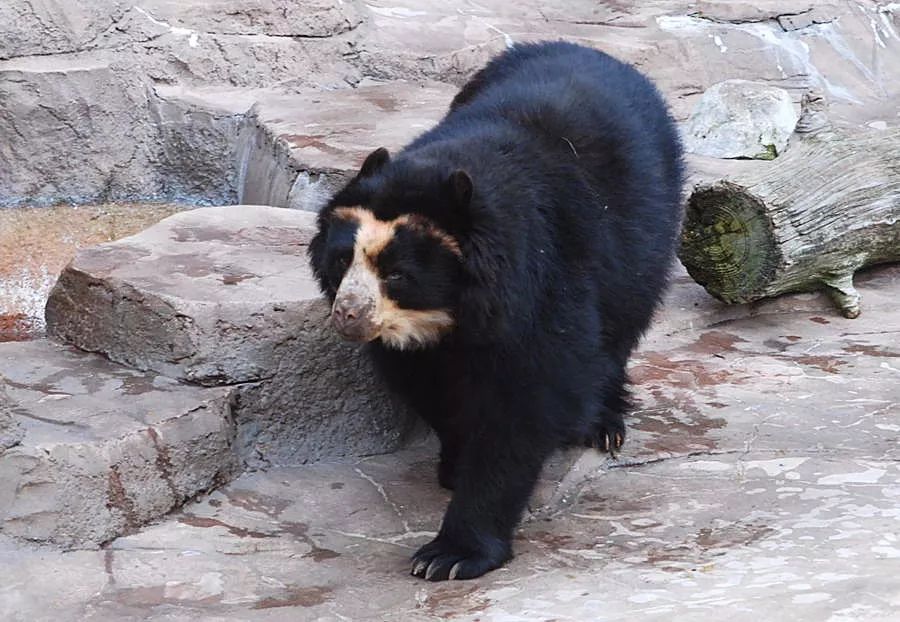 绘图:翼狼elang   它是世界上体型最小的熊 熊猫你们都知道  点这里去