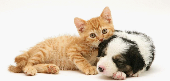 幼年的犬猫比较脆弱容易生病,自然母乳对幼犬,幼猫的生长特别重要