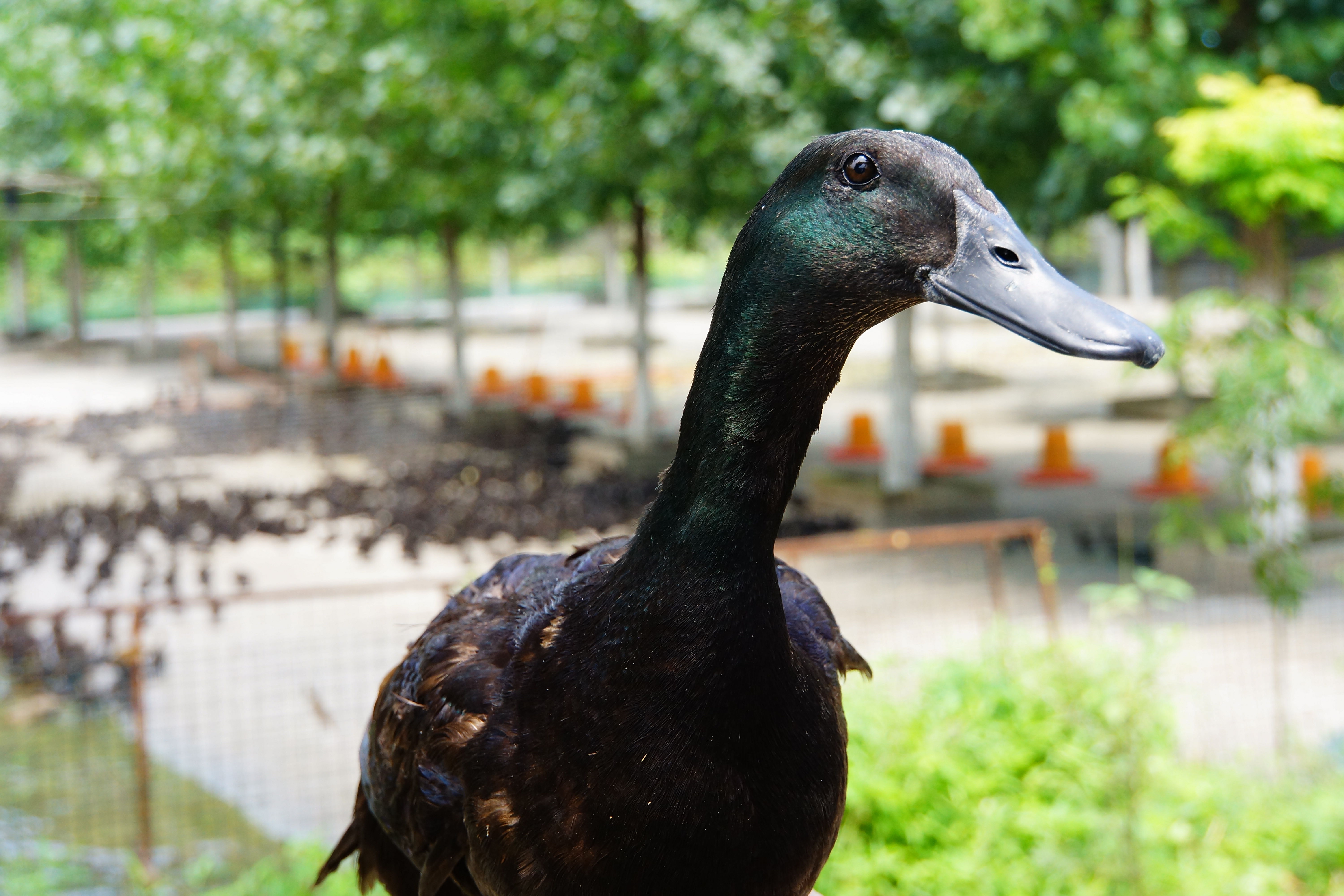 从濒危到无危,黑鹜种群复兴中的生态哲学
