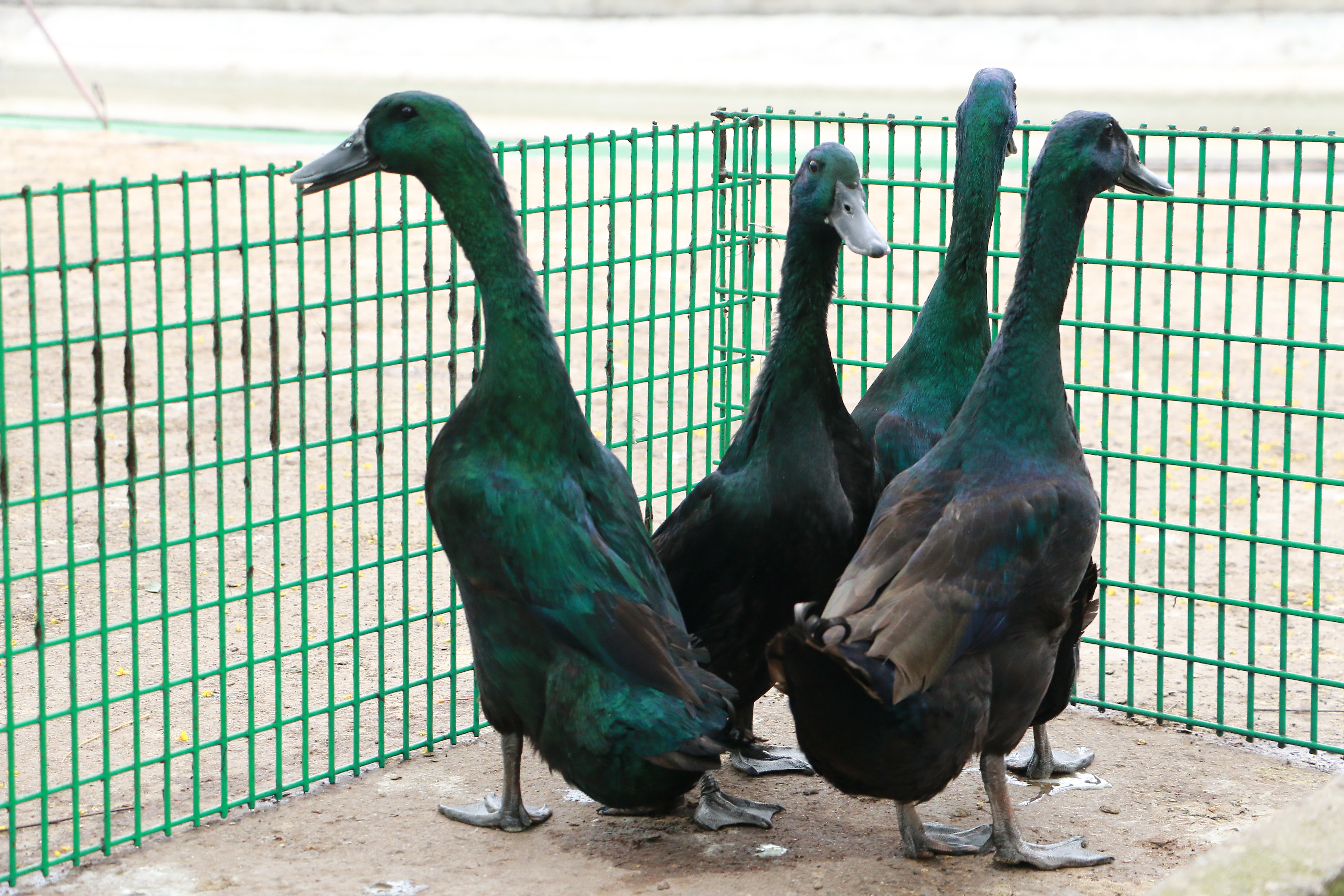 从濒危到无危,黑鹜种群复兴中的生态哲学
