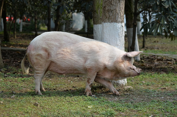 80岁猪坚强腿伤加重卧地不起死后或被制成标本