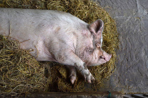 80岁猪坚强腿伤加重卧地不起死后或被制成标本