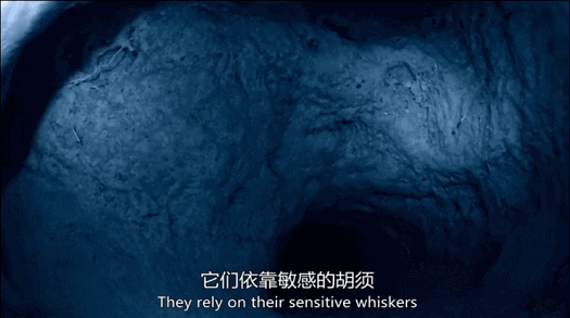 525_293gif 动态图 动图