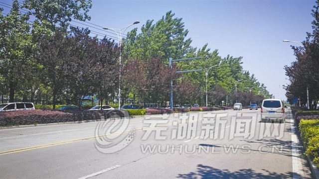 水阳江路上的意杨是飞絮的源头