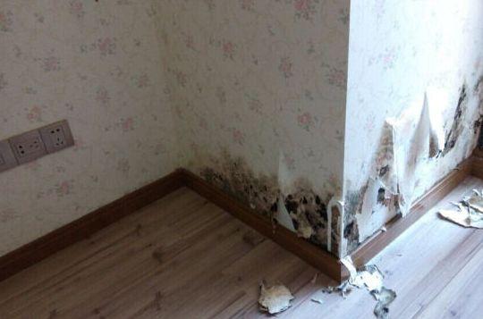 汇明墙布如何彻底解决室内墙面发霉问题