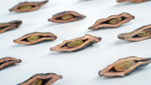 槟榔的危害源于错误吃法合理食用槟榔则无害