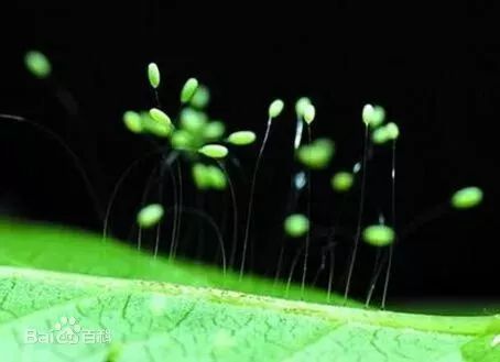 正文 優曇婆羅花? 這是一種什麼花?