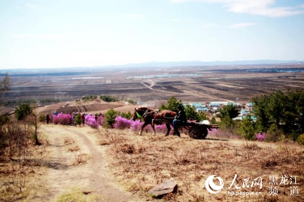 黑龙江省八五一一农场岭上开遍映山红吸引八方游客图