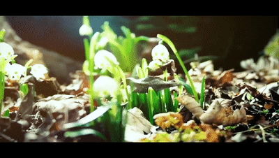 种子种子的信仰江河浩荡是水珠水珠的向往是谁为我们插上梦想的翅膀龙