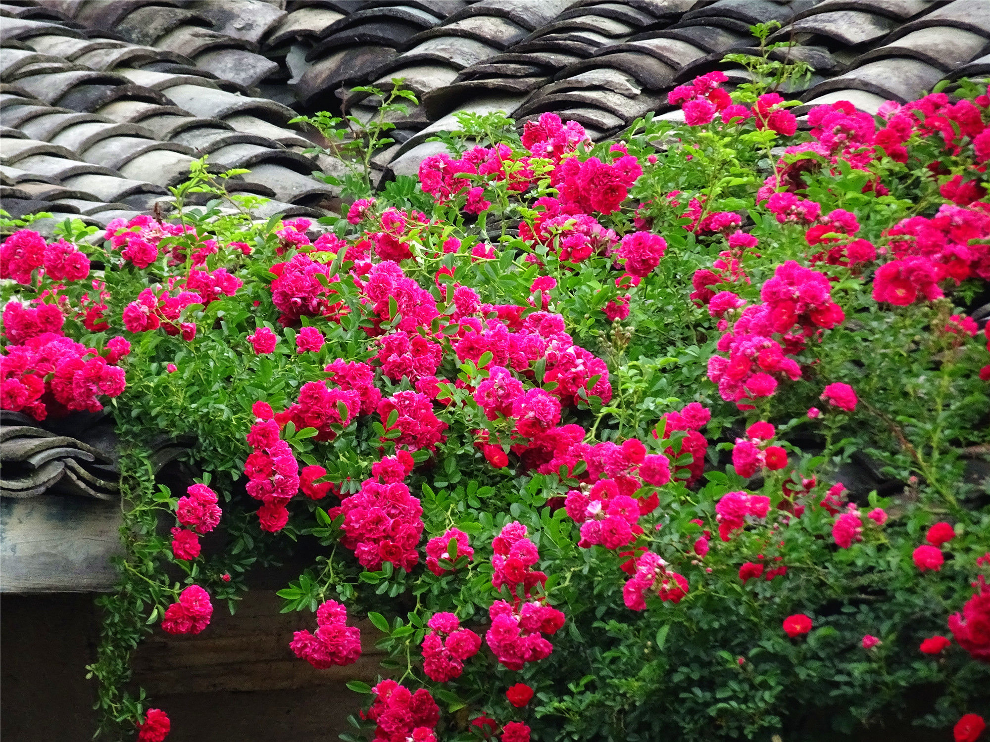 安徽黟县蔷薇花绕古民居