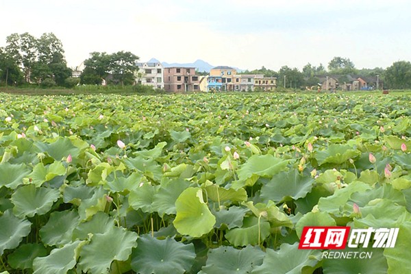 苏仙区瓦灶村引凤筑巢延伸鱼粉产业链