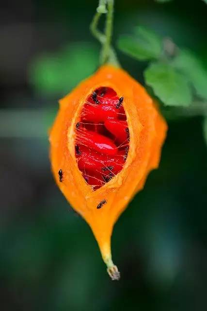 东南亚十大妖孽水果评选,都是过口难忘的极品