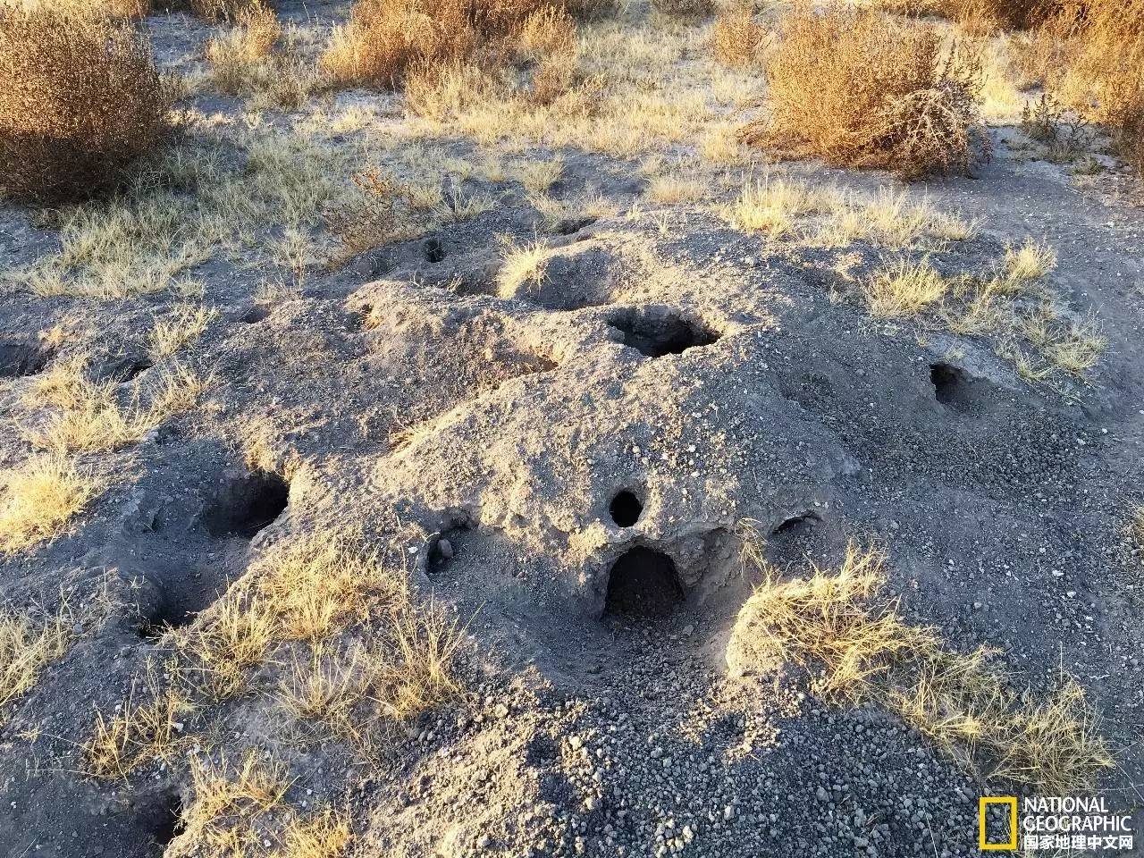 地上还会经常看到一些洞穴,这么多乱七八糟的出口,估计是野兔的吧.