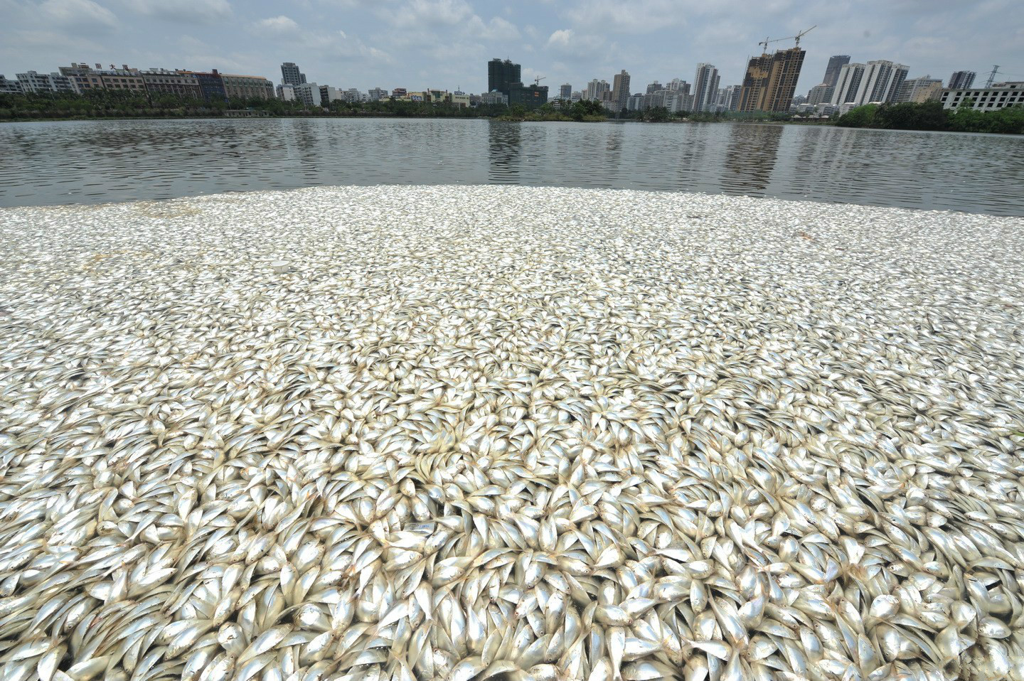 海口现大量死鱼 5小时打捞超20吨