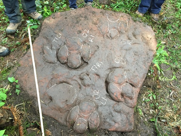 四川发现世界级恐龙足迹群新物种种名赠与刘慈欣