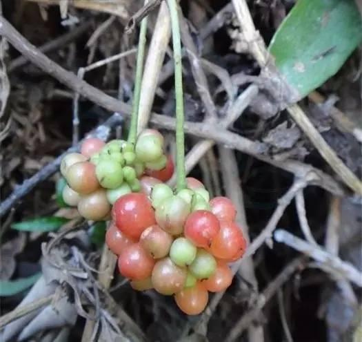 城会玩只有67重庆67人才知道的地道野味你吃过几种