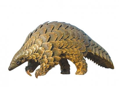 谁在请吃穿山甲